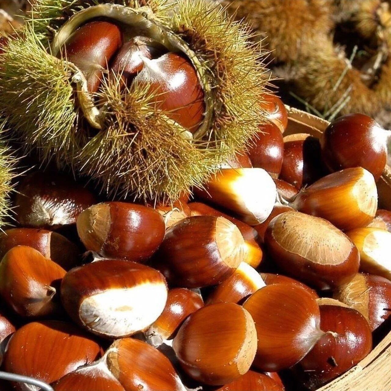 Aydın Şekerci Kestane
