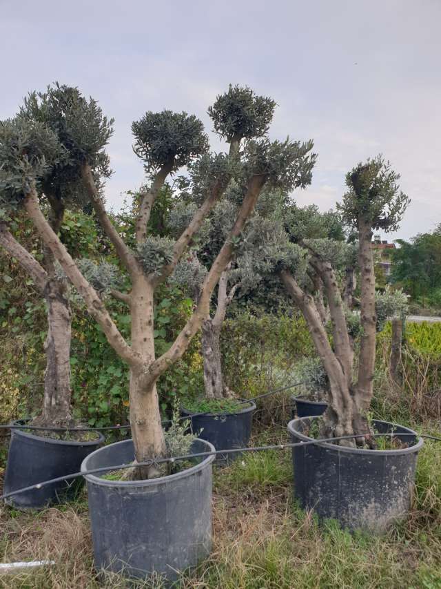 Siyah Gemlik Sele Yağlı Zeytin