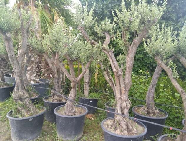 Dilim zeytin