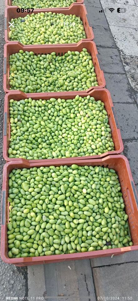 Dilim zeytin